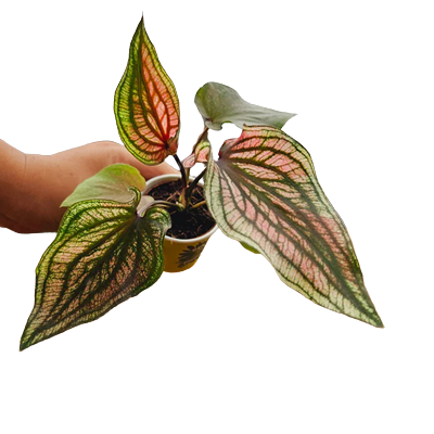 2" Caladium Lucia